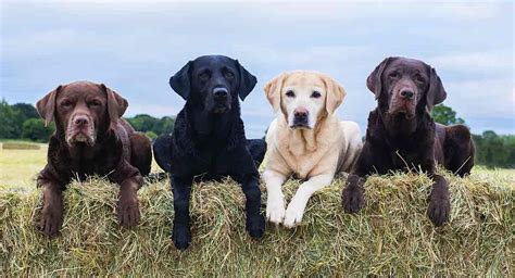 300 Country Dog Names That Will Suit Every Rural Dog