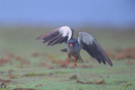 Amur – A Positive Migration – Wildlife Stories