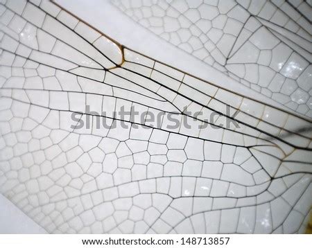 A Very Close Up View Of Parts Of A Dragonfly Taken With A Digital ...