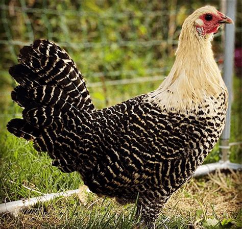 Deathlayer Chicken: Breed Profile | Chicken Fans