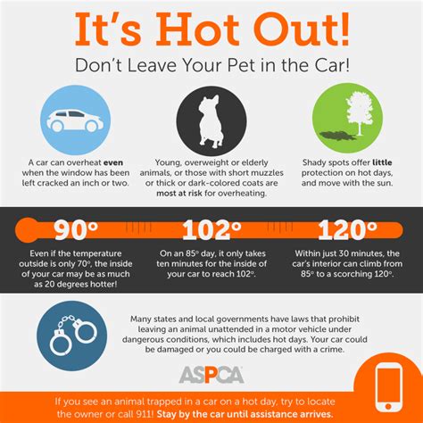 8 Tips To Beat The Heat And Keep Your Pets Safe This Summer | Big Lick Veterinary Services