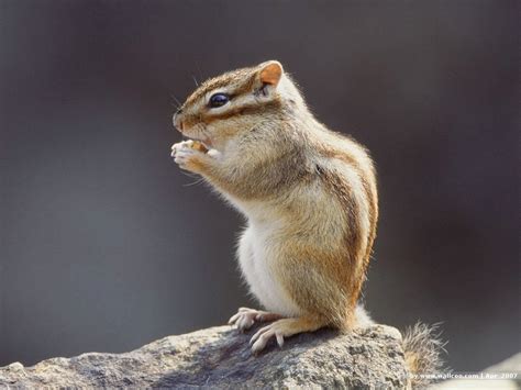 Baby Squirrel Wallpaper - WallpaperSafari