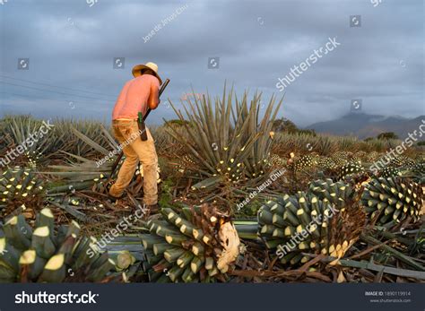 2,316 Mezcal agave Images, Stock Photos & Vectors | Shutterstock