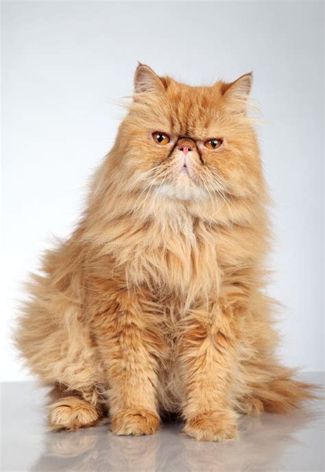 Ginger Persian cat stock photo. Image of orange, angry - 21370664