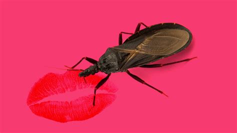 Kissing Bugs: Why They're Dangerous