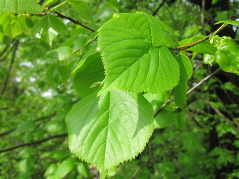 Ulmus glabra (Scotch Elm, Scot's Elm, Wych Elm) | North Carolina ...