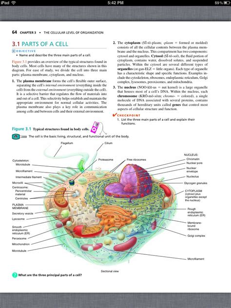 Principles of Anatomy and Physiology, Chapter 3, The Cellular Level of ...