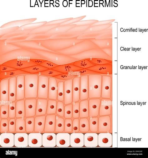 Structure of epidermis : cornified (stratum corneum), clear or translucent layer (lucidum ...
