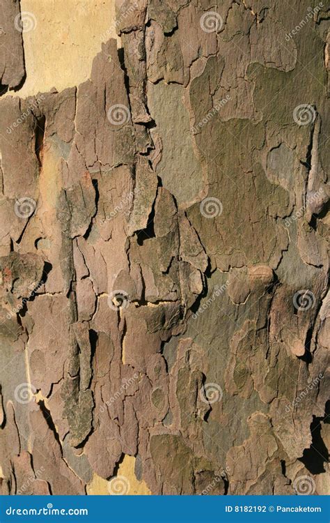 Sycamore Tree Bark Stock Photography - Image: 8182192