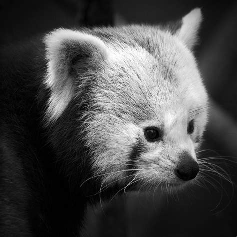Red Panda Photo by Alejandro Merizalde — National Geographic Your Shot | Red panda, National ...