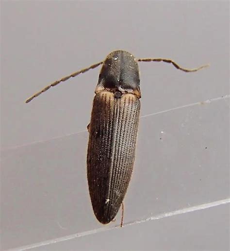 Elateridae - Dolerosomus silaceus - BugGuide.Net