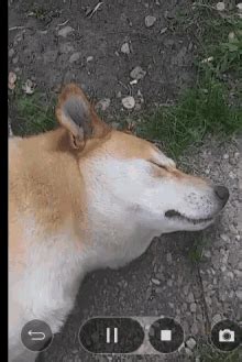 Doggo GIF - Doggo - Discover & Share GIFs