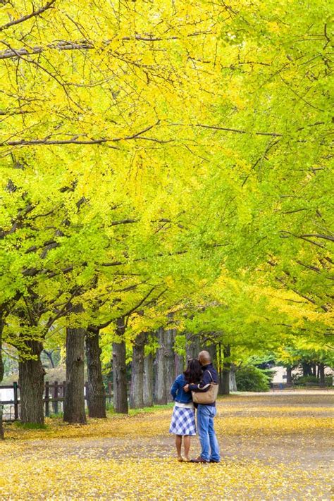 The Street Nearby Meiji Jingu Gaien that Has Beautiful Ginkgo Al Editorial Image - Image of park ...