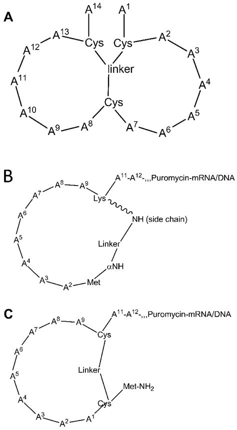 Cyclic peptide libraries. (A) Bicyclic peptide with a chemical linker... | Download Scientific ...