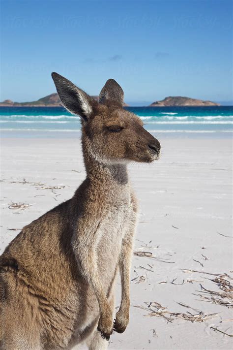 "Kangaroos Of Lucky Bay, Western Australia" by Stocksy Contributor "Jaydene Chapman" - Stocksy