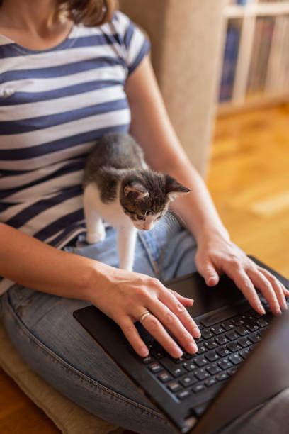 670+ Cat Sitting On Keyboard Stock Photos, Pictures & Royalty-Free Images - iStock