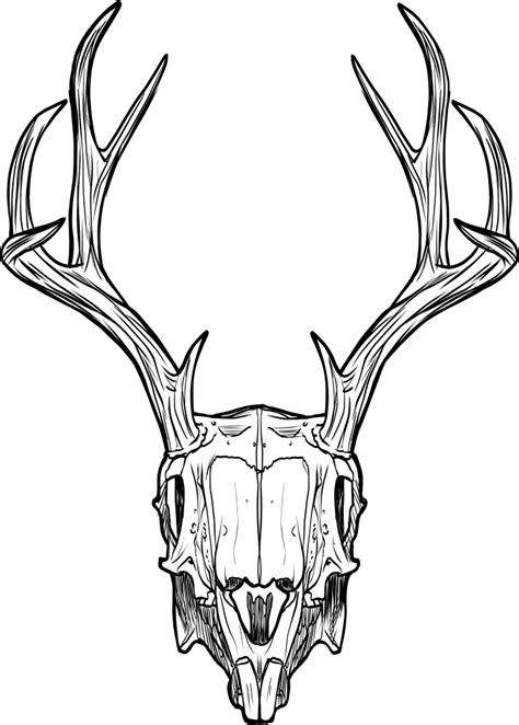 Deer Skull Clip Art Transparent Background Clipart - Deer Skull - Clip Art Library