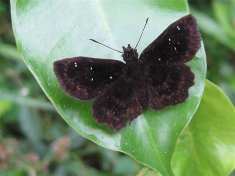 Butterfly & Moth Photos in Costa Rica