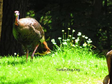 Hunting Wild Turkey with a Dog.