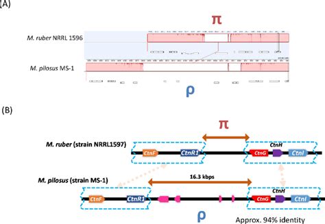 Residual citrinin biosynthesis gene clusters in M. pilosus (strain... | Download Scientific Diagram