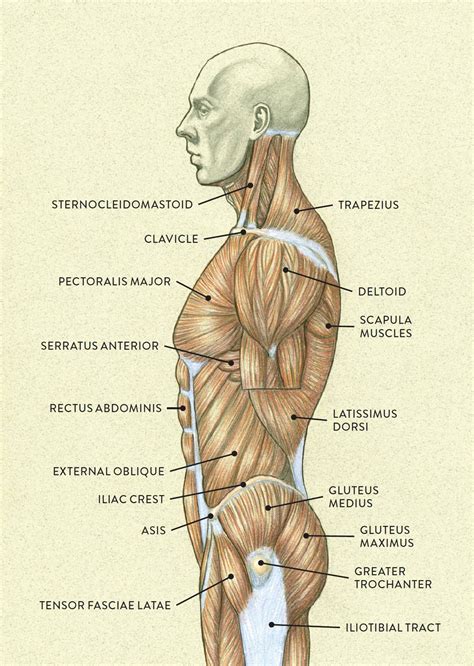 Muscles of the Neck and Torso - Classic Human Anatomy in Motion: The Artist's Guide to the ...