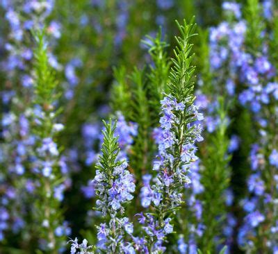 Zone 7 Rosemary Varieties - Tips On Growing Rosemary In Zone 7 Climates