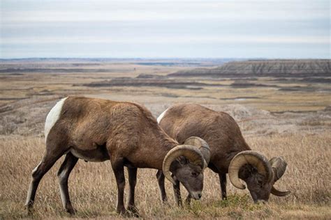 5 Best Places to See Wildlife in Badlands National Park - The National Parks Experience