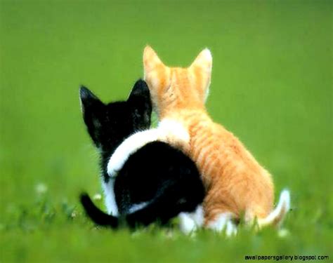 Cute Animals I Love You | Wallpapers Gallery