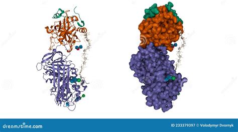 Structure of the Antithrombin (violet)-thrombin (brown-green)-heparin Ternary Complex Stock ...