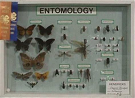 How to Make an Awesome Insect Collection | Purdue | entomology | insect ...