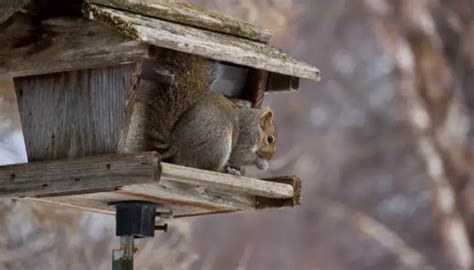 Will Squirrels Eat Safflower Seeds?