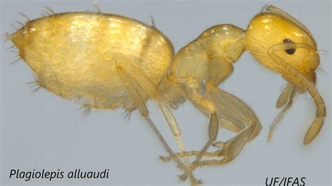 Nasty little yellow ant establishes first U.S. colonies in Fort ...