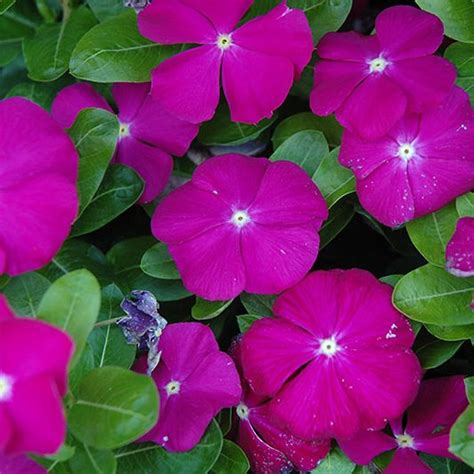 Catharanthus rosea cv - Catharanthus Pacifica Deep Orchid seed x50 - Ole Lantana's Seed Store