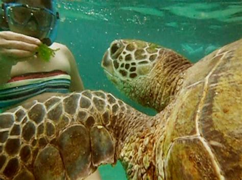 Snorkeling with Turtles in Hawaii | A Swell Buddy | Flickr