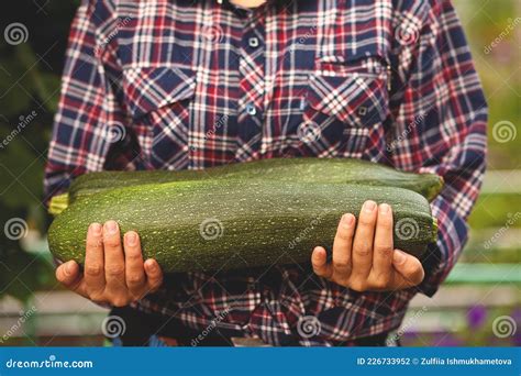 Woman Farmer Holding a Big Squash Zucchini in a Hand. Harvesting, Autumn, Crop Concept. Stock ...