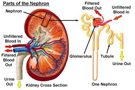 Lupus nephritis causes, symptoms, diagnosis, treatment & prognosis