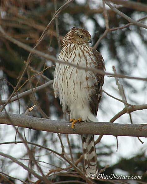 Ohio Birds of Prey | Ohio birds, Birds of prey, Pet birds