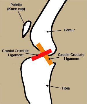 Understanding the Ligament ( ACL or CCL) | Canine Knee Surgery - Tibial Tuberosity Advancement ...