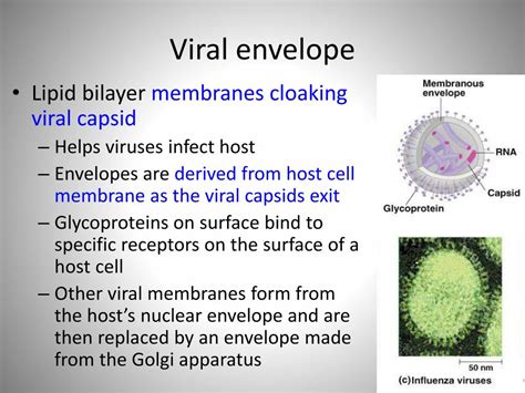 PPT - Viral genetics PowerPoint Presentation, free download - ID:2400135