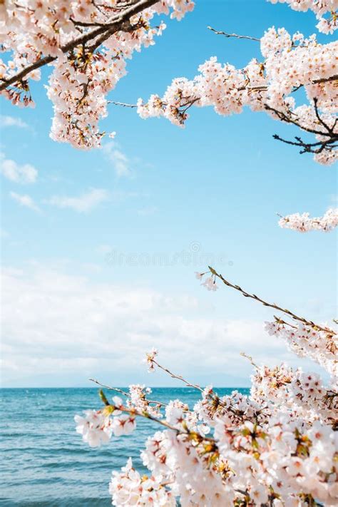 Lake Biwa with Cherry Blossoms in Shiga, Japan Stock Photo - Image of biwa, nagahama: 146057392