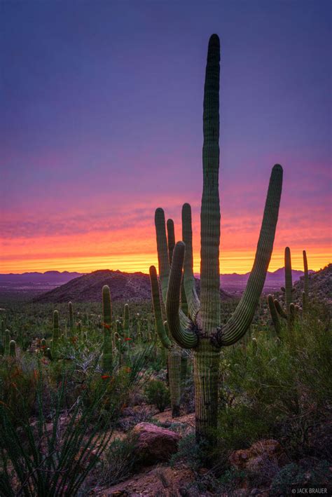 Saguaro National Park, Arizona - March 2018 | Mountain Photography by ...