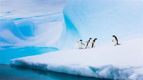 Bing image: Adélie penguins, Antarctica - Bing Wallpaper Gallery