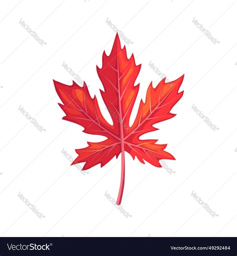 Red maple leaf foliage embodies autumn fiery hues Vector Image