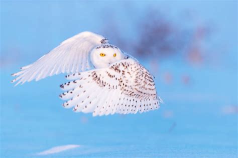 Tundra Snowy Owl Stock Photos, Pictures & Royalty-Free Images - iStock