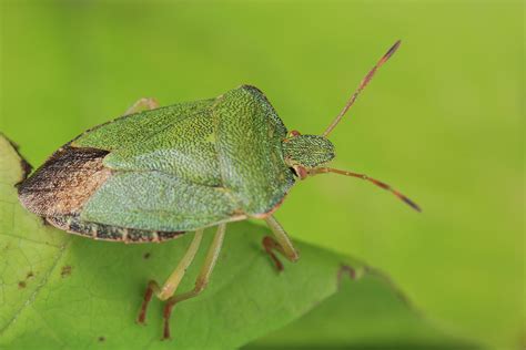 Green Shield Bug – wildlifemacro