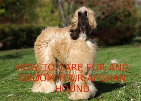 Complete Afghan Hound Grooming Guide for Owners