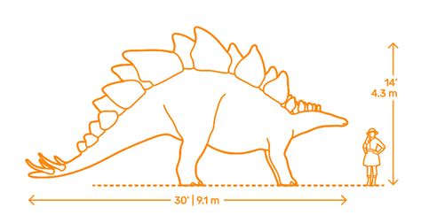 Stegosaurus Dimensions & Drawings | Dimensions.Guide