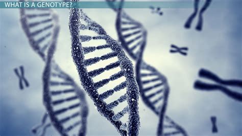 Genotype Definition, Types & Examples - Lesson | Study.com