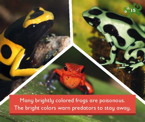 Many brightly colored frogs are poisonous. The bright colors warn ...