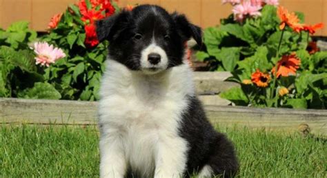 Border Collie Mix.Meet Haley a Puppy for Adoption.